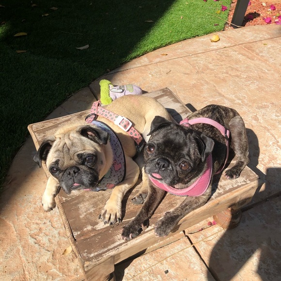 Meet your Posher, Abigail - Picture 1 of 1